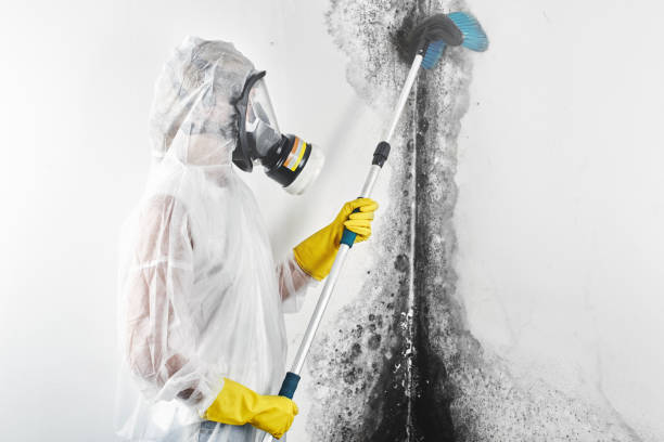 Best Biohazard Mold Removal  in Westminster, MD