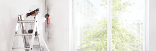 Best Water Damage & Mold Remediation  in Westminster, MD